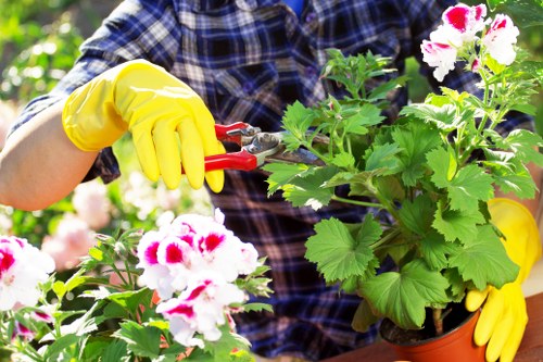 The image shows a person wearing a plaid shirt and bright yellow gardening gloves tending to flowering plants in a well-maintained outdoor garden. The individual is using pruning shears to trim or prune a lush green plant with large, serrated leaves, which features clusters of white flowers with pink centers. The garden space appears to be a landscaped backyard, with a focus on flowering plants and greenery. The background includes additional foliage and natural light, indicating daytime and suitable weather for gardening activities. The scene emphasizes careful plant care and maintenance, relevant to outdoor garden renovation and landscaping services offered by Landscapers Edmonton, especially in the Edmonton area. The garden elements include healthy grass, soil beds, and well-positioned shrubs, contributing to a vibrant and inviting outdoor environment.