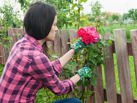 A woman wearing a pink and purple checkered shirt and colorful gardening gloves is tending to a bush with large, bright pink flowers in a garden. She is reaching out with her right hand to touch the flowers, while her left hand supports the plant. Behind her, a weathered wooden fence separates the garden from a lawn and other greenery. The garden features a mix of lush green grass, small shrubs, and tall trees in the background, with a partly cloudy sky overhead indicating mild weather. The scene suggests attentive garden maintenance, highlighting the importance of floral care within a well-kept outdoor space, typical of residential gardens in Edmonton. This image aligns with gardening services offered by Landscapers Edmonton, emphasizing plant care and garden aesthetics in local outdoor environments.