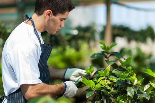 A young male gardener wearing a white T-shirt, a dark striped apron, and light-colored gardening gloves is carefully pruning or inspecting a lush green shrub in a well-maintained garden or greenhouse setting. The garden features a neatly landscaped outdoor space typical of a professional Edmonton garden, with vibrant green foliage, dense hedge lines, and a variety of shrubs arranged in the background. The environment is bright and naturally lit, suggesting a clear day, with visible sunlight filtering through the surrounding glass or protective roofing structure. The gardener’s focused posture and the healthy, rich plant suggest routine gardening or pruning work, supporting services such as lawn and garden maintenance offered by local landscapers Edmonton. The scene emphasizes the importance of attentive plant care within a lush, organized outdoor environment designed for aesthetic appeal and outdoor enjoyment, aligning with the company's landscaping expertise in Edmonton.