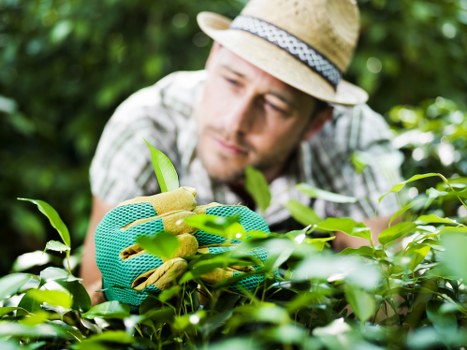 A male gardener wearing a straw hat and teal gardening gloves carefully pruning a dense hedge in a lush, well-maintained outdoor garden. The hedge features vibrant green foliage with some lighter new growth, forming a natural boundary along a paved patio area. Behind the gardener, there are taller shrubs and trees, providing shade and a natural backdrop. The garden appears vibrant and healthy, with sunlight filtering through the leaves, highlighting the textures of the leaves and the rich soil beneath. The scene reflects careful outdoor maintenance typical of landscaping services in Edmonton, emphasizing sustainable gardening practices and local landscape aesthetics. The overall environment is peaceful and well-organized, suitable for various outdoor activities and enjoying green outdoor spaces managed by professional gardening and landscaping experts such as Landscapers Edmonton.