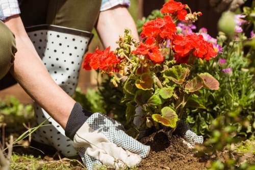 A person wearing gardening gloves is planting a vibrant red flowering geranium in a well-maintained garden bed. The garden features a lush green lawn in the foreground, bordered by a variety of flowering plants and shrubs, with some pink and purple blooms visible in the background. The soil around the plant appears dark and moist, indicating recent planting activity. There are garden tools and containers nearby, and the environment looks sunny with natural light highlighting the rich textures of the foliage and flowers. The scene reflects typical landscaping and gardening work, suitable for exterior maintenance services offered by Landscapers Edmonton in the local area near Edmonton, Alberta, supporting local lawn care and outdoor gardening services.